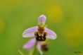 /album/orchidees/ophrys-apifera-jpg/